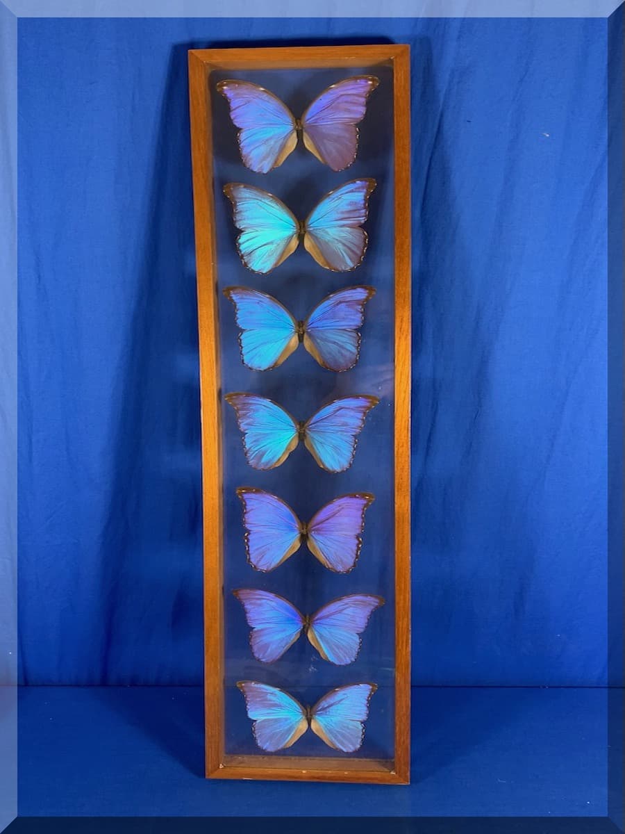 Andrews Estate Service AES86 Framed Mounted Butterflies Andrews Estate Service AES86 Framed Mounted Butterflies