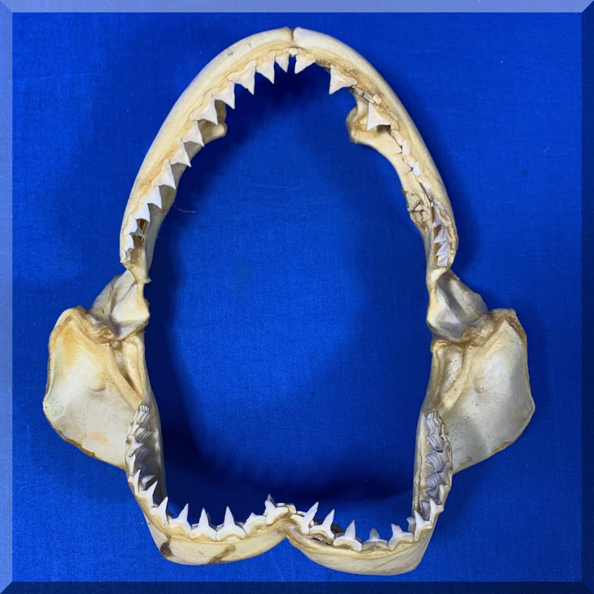 Andrews Estate Service AES86 Shark Jaws Teeth Andrews Estate Service AES86 Shark Jaws Teeth