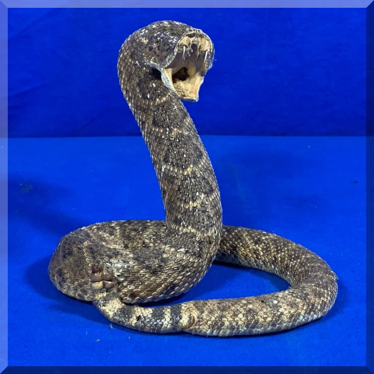 Andrews Estate Service AES86 Taxidermy Rattlesnake Andrews Estate Service AES86 Taxidermy Rattlesnake