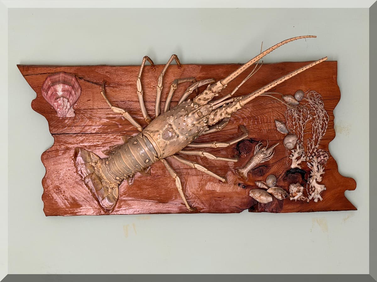 Andrews Estate Service AES86 Taxidermy Spiney Lobster Wall Decor Andrews Estate Service AES86 Taxidermy Spiney Lobster Wall Decor
