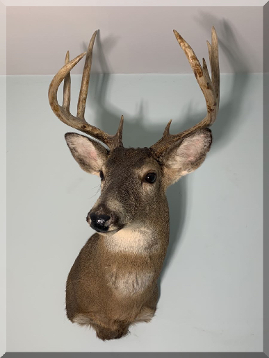 Andrews Estate Service AES86 Taxidermy Mounted Buck