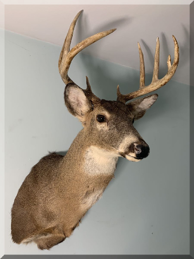 Andrews Estate Service AES86 Taxidermy Mounted Buck