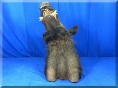 Andrews Estate Service AES86 Taxidermy Mounted Wild Boar