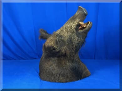 Andrews Estate Service AES86 Taxidermy Mounted Wild Boar